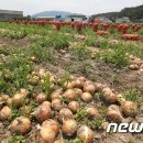 양파 수입 늘리나…&#39;재배 면적 2위&#39; 경남 농가, 출하 앞두고 &#39;울상&#39; 이미지