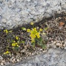 백송타워 | 종로 | 창경궁 매화 실시간 개화 현황, 서울 데이트하기 좋은 곳 추천