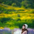 지세포 이미지