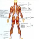 몸근육(앞뒤면)-인체근육해부도 이미지