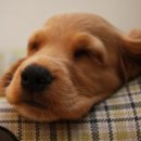 이쁜 강아지 이미지