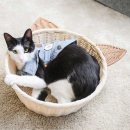 네꼬모리 이미지