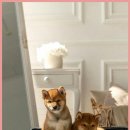 서현동물병원 | 분당 서현에서 만난 24시 동물병원 고양이 내성발톱 치료 후기와 시설 이야기