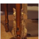 개와고양이 이미지