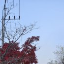 지푸라기 이미지