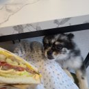 김포애견클럽 이미지