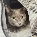 바하 고양이 병원 이미지