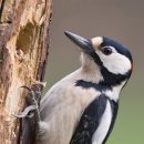 전승규감자탕이야기 이미지