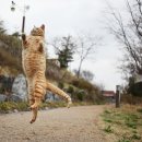 행복한고양이 이미지