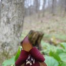 Balsam Mtn, Catskills (04/24/19) 이미지