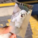 Floofy Daeng | 응암동 강아지미용실 플루피댕