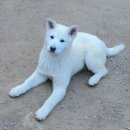 강생이네 이미지