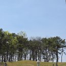 충남 예산 여행 코스 어디 갈까? 천연기념물 백송이 있는 용궁리로!