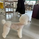 애견미용 이미지