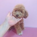 Beauty in Dog's 이미지