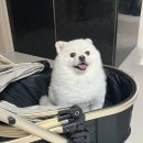 뽑짜!뽑짜! 네이버블로그