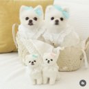 [백석]미니어쳐지도사 과정 | 부천 공방 찾는다면 여기! 양모 인형 제작 &amp; 자격증 과정 소개