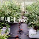 백일농장 이미지