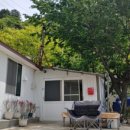 울릉벚꽃 이미지