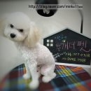 투개더 펫 이미지