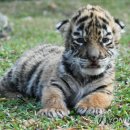 호랑이네 이미지