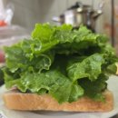 맛있는허브클럽 | 피코크 허브랜치 샌드위치소스로 추천 딥 소스로도 맛있는 랜치소스 내돈내산 후기