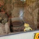 명성황후생가공중화장실 | 여주아이와가볼만한곳 여주 곤충박물관 표본만들기체험[ft.살아있는 해외곤충 테마기획전 : 일본편]