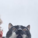 댕댕이와냥이 이미지