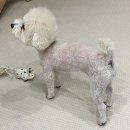 살롱드멍뭉