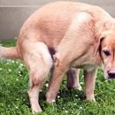 쌀강아지 이미지