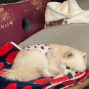 오드리 애견미용실 이미지