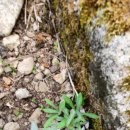 에델바이스 민박 이미지