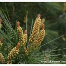 숲속의 불로초, 솔잎 이미지