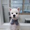 마주봄 애견미용실 이미지