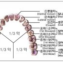 치아보험 보험금 청구서류[치과치료확인서(회사양식)] 이미지