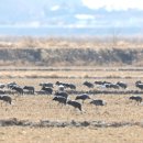 두루미네 이미지