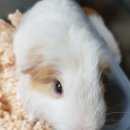 조재진동물병원 이미지