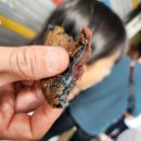 광장시장 찹쌀꽈배기 도너츠 위치 메뉴 주말 웨이팅 후기