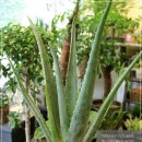 알로애 꽃집 이미지