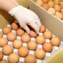 일파만파농장 이미지