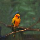 앵무새동물원 이미지