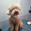 싹독싹독 | 실력좋은 평택애견미용실 만족해요 [싹독싹독] 후기