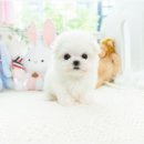 마이멍 이미지
