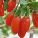 당뇨에 구기자 효능 이미지