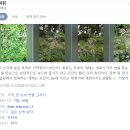 경북 문경 문희농원 개미취 꽃 포토존 요금 가볼만한곳 주차 후기