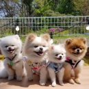 펫라운지(PET LOUNGE) 이미지