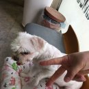 면목동물병원 이미지