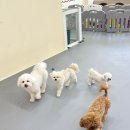 맘에든유치원 | [잠실/송파] "꼬순유치원" 두번째 등원 후기 | 애견유치원