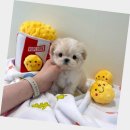 금곡동-2 | 금곡동강아지분양 미니비숑2개월 후기