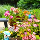 장미정원 이미지